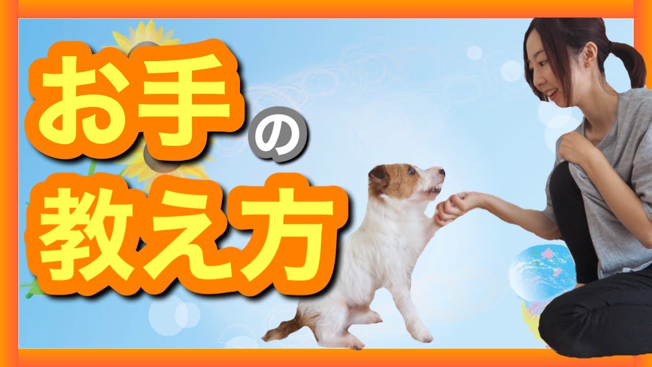 【たった3分でできる！？】お手の教え方