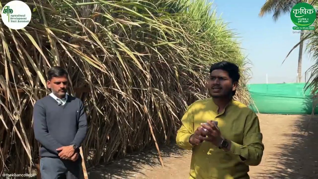 ए. आय. तंत्रज्ञान ऊसाचा खर्च किती ? एकरी  200 टन खरे की नाही ? AI FOR SUGARCANE KVK BARAMATI