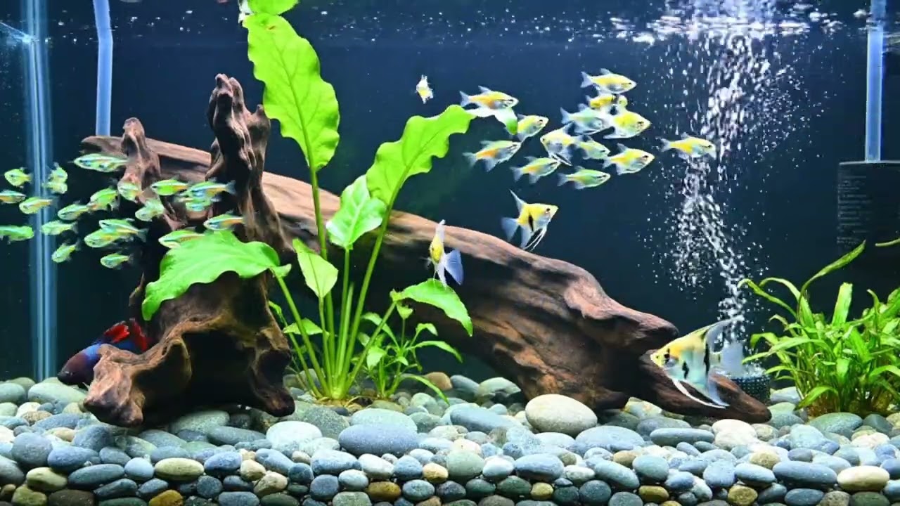 Aquarium l Fish l Relaxing l relax music  l aromatherapy  l water  l 6 Hours l spa music 