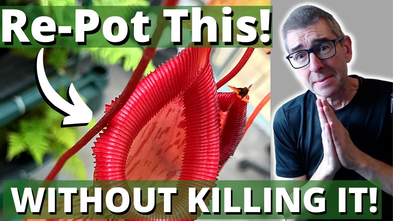 Re-Potting a Nepenthes: WITHOUT KILLING IT!