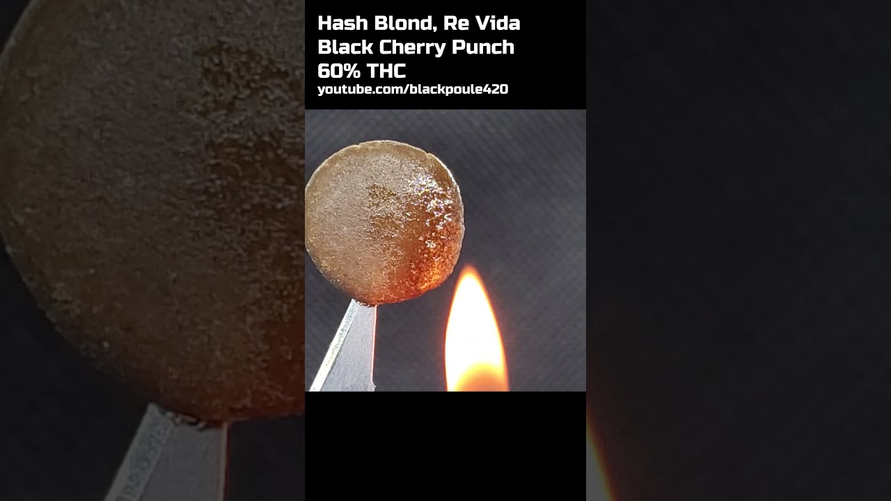 HASH BLOND, 60% THC, Black Cherry Punch REVIDA #zoombud #short