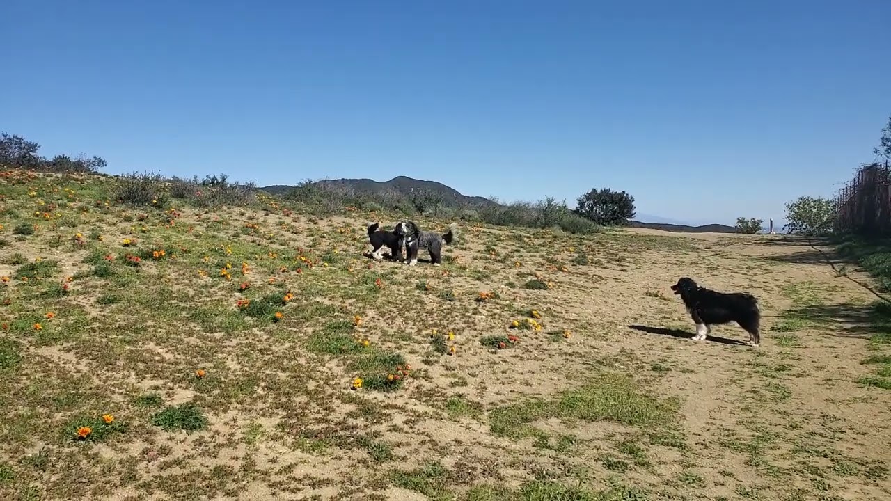Dogs at play