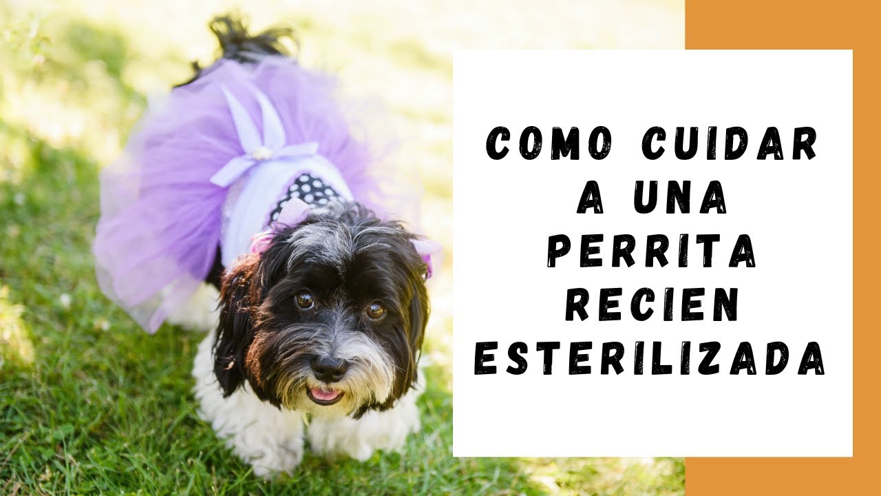 Como cuidar a una perra reci&eacute;n esterilizada