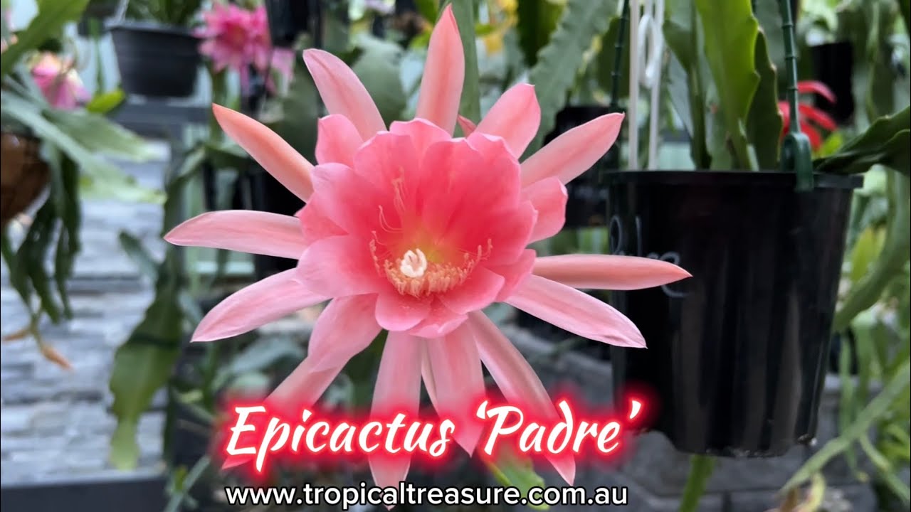 Epicactus &lsquo;Padre&rsquo;