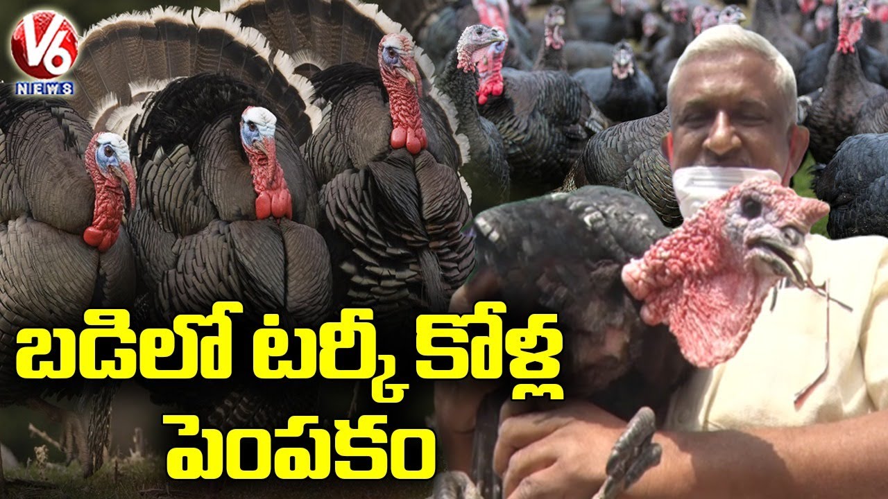 Farmer Earns Profit From Turkey Poultry | Turkey Poultry Farming | V6 News