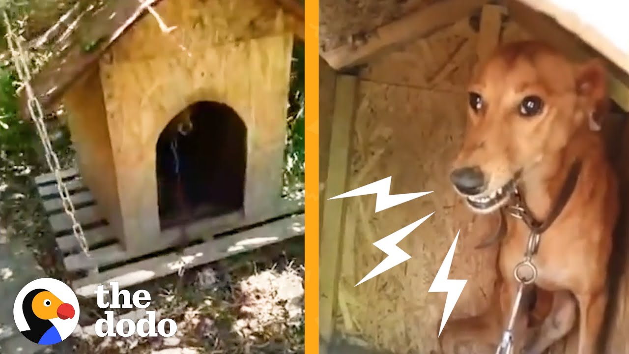 Dog Chained Up For 6 Years Is Free For The Very First Time | The Dodo
