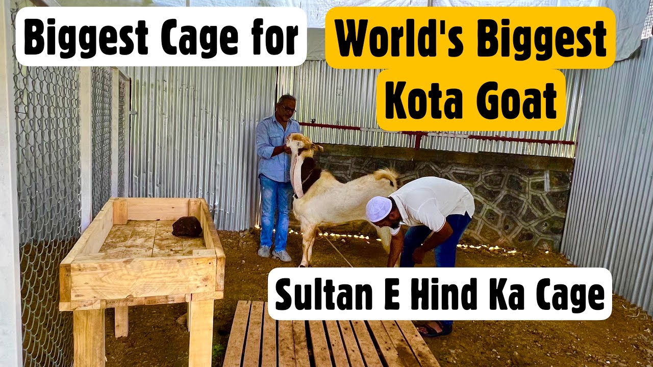 India’s Biggest Goat Cage For World’s Biggest Kota Sultan E Hind at AK & Shalimar Goat Farm, Pune
