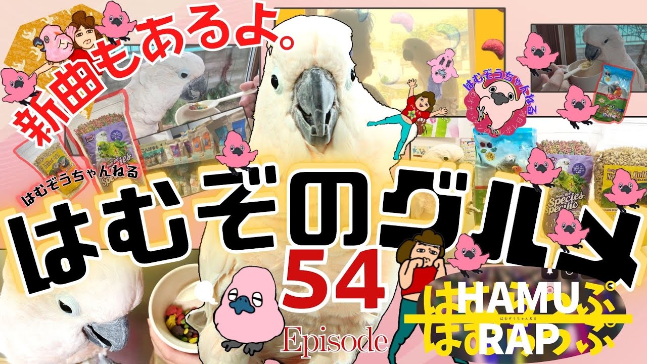 【新曲あり】ペレットを美味しく食べるはむぞのグルメ！新曲はむラップも公開だよ！◆#５４◆羽夢蔵◆はむぞうちゃんねる◆Moluccan Cockatoo◆