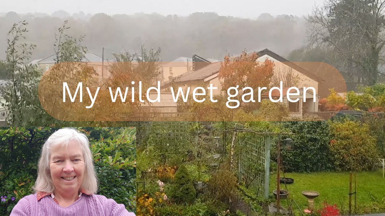 A tour of my garden in the rain