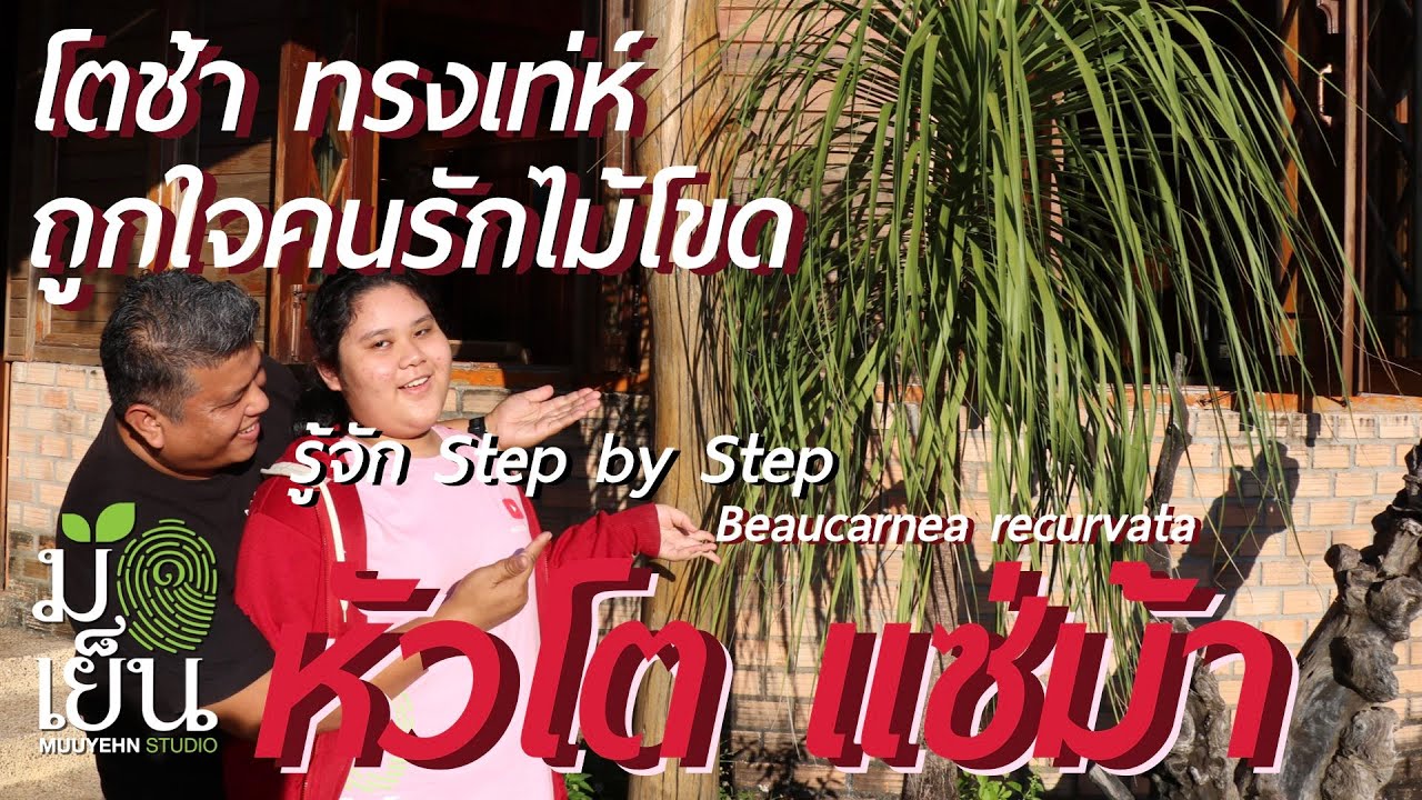 หัวโต แซ่ม้า โตช้าแต่ทรงเท่ห์ แปลกตา หัวโขดใหญ่ ถูกใจคนรักไม้โขด