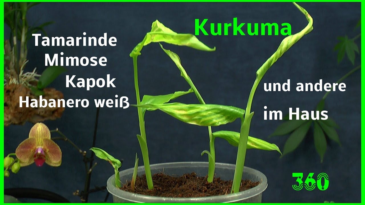 Kurkuma wächst und andere Exoten im Haus