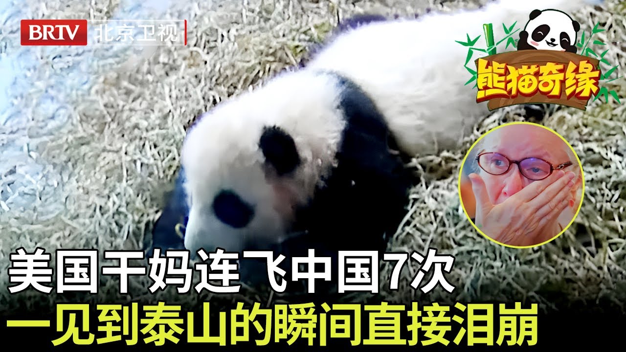 美国干妈连飞中国7次为看熊猫泰山，一见到泰山的瞬间直接泪崩，哭个不停！ 【熊猫奇缘】
