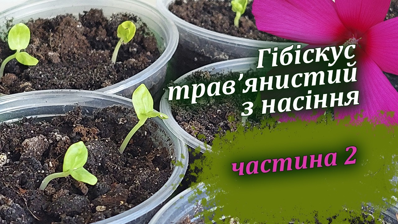 Гібіскус трав'янистий - як виростити з насіння. Продовження. Частина 2