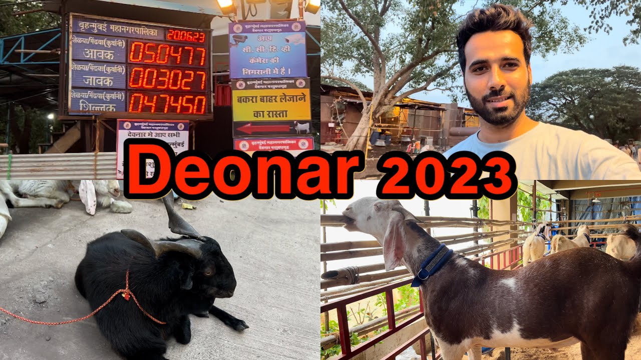 Chalte hai bakra lene Deonar 2023| Goats |ShezaanShaikh Bakri EID 2023