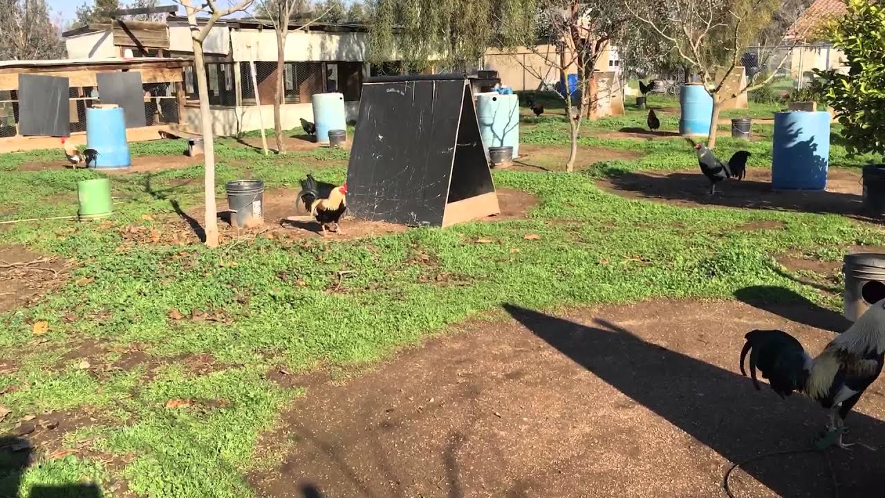 Game Fowl