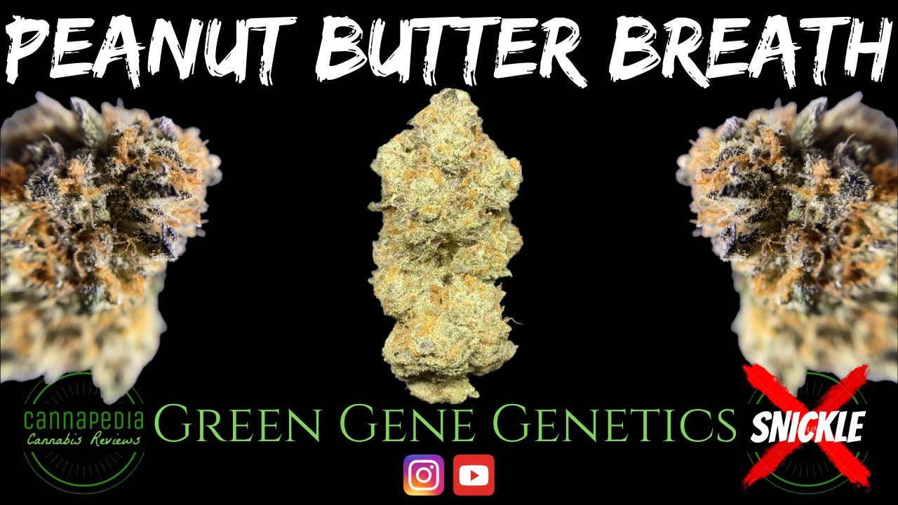 Peanut Butter Breath Strain Review - Green Gene Genetics - Cannapedia