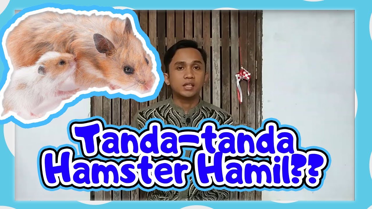 Ciri-Ciri Hamster Kamu Sedang Hamil
