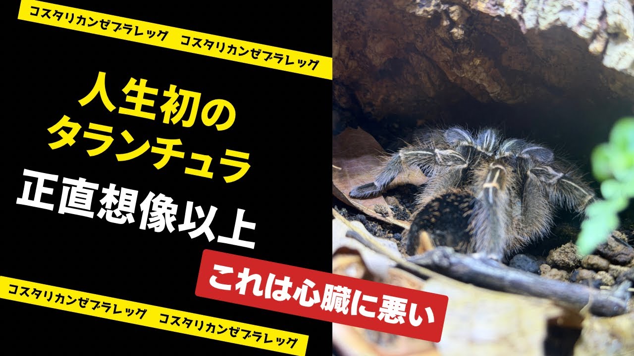 人生初タランチュラをお迎えしました｜コスタリカンゼブラレッグ