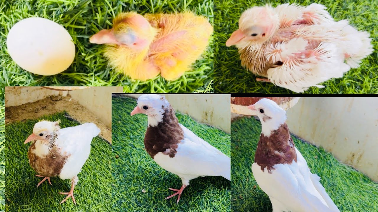 growing baby pigeon day by day 🥚🕊️#shortvideo #youtube  