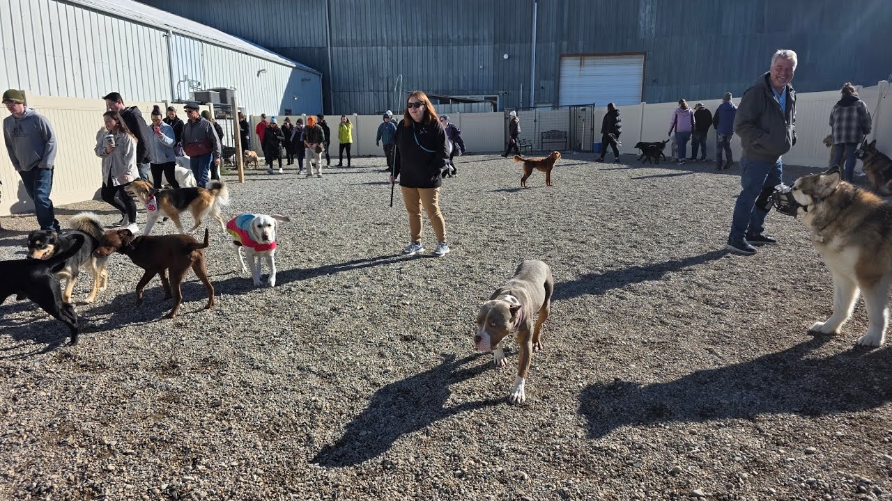Keep Calm and Play On- Off leash Srructured Dog Socials! 