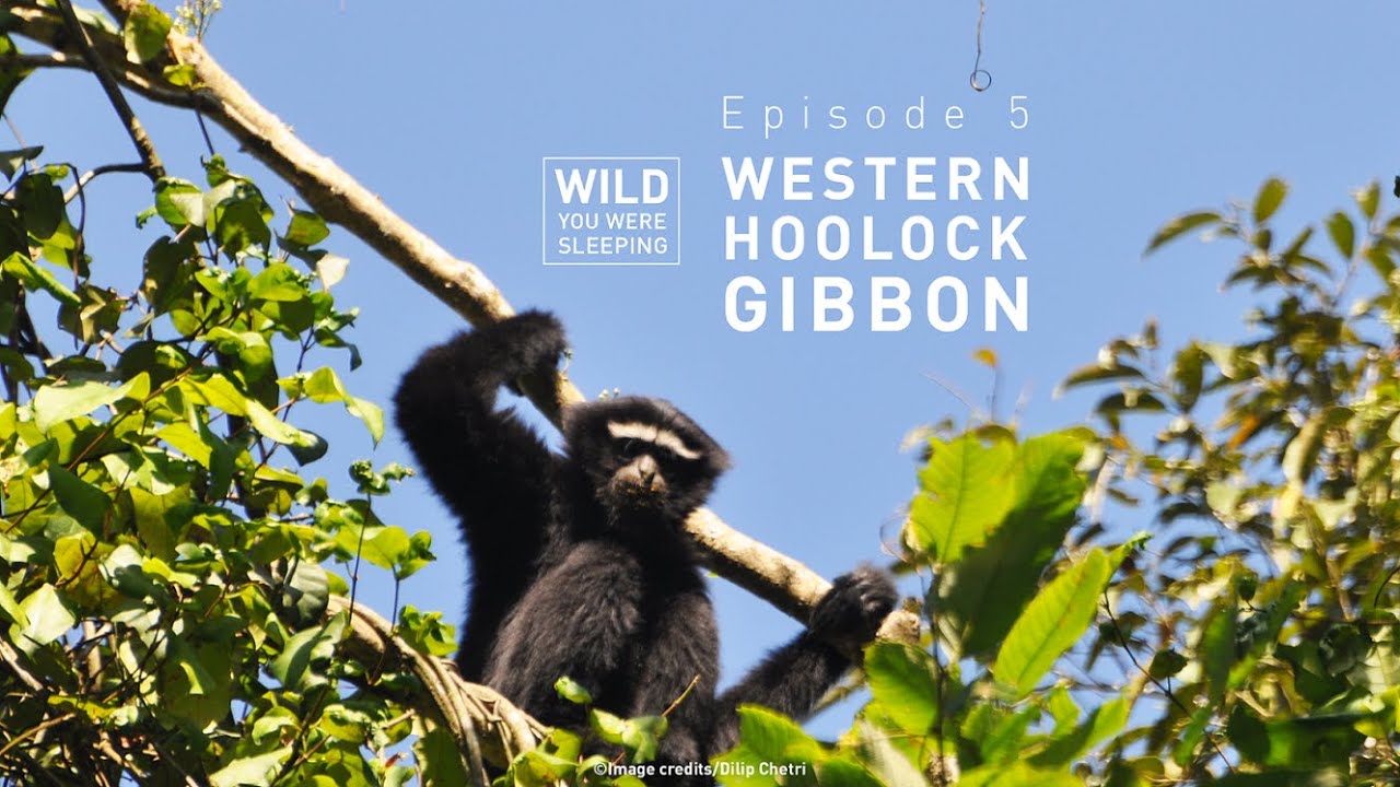 Hoolock Gibbon | Wild You Were Sleeping | FULL EPISODE | THT Films