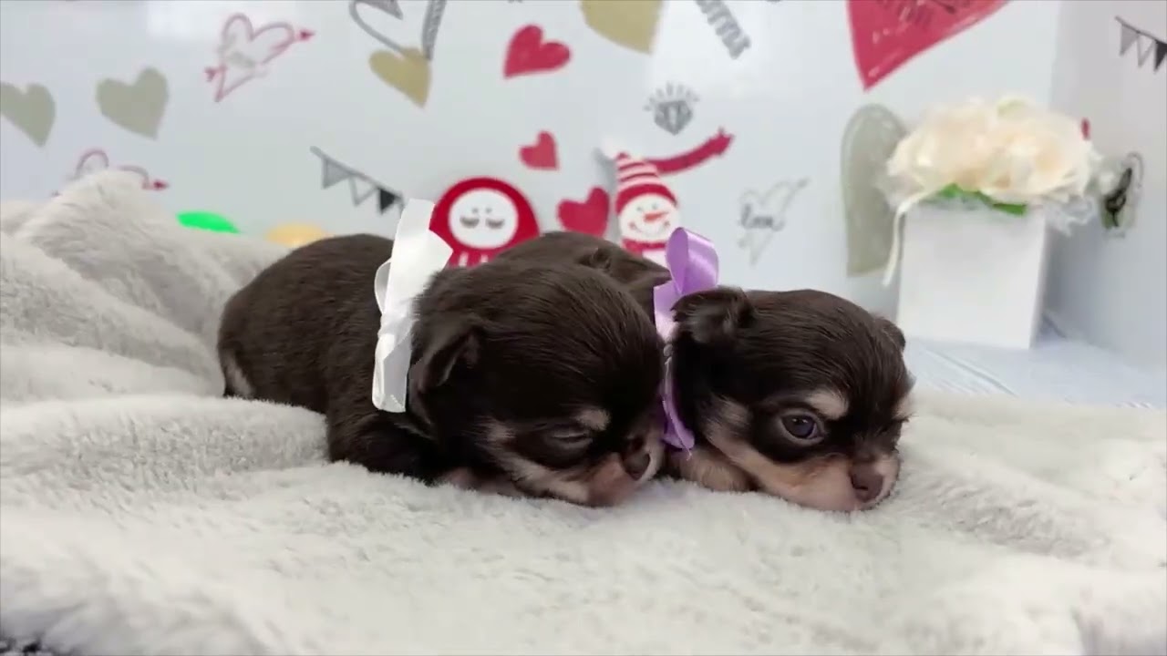 生後23日目！！チワワ・ロングコート【くう】の子です☆