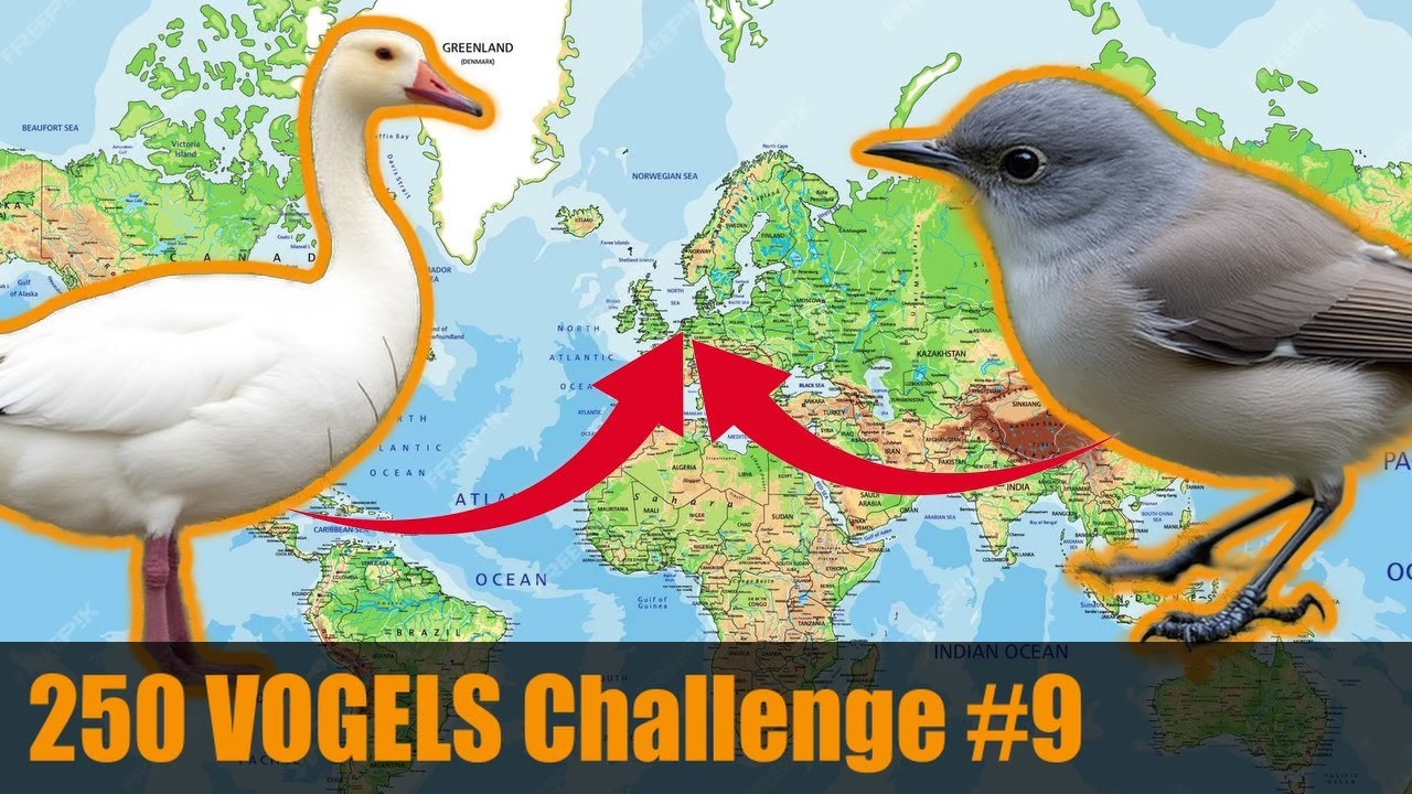 Zeldzame vogels uit het Westen en Oosten