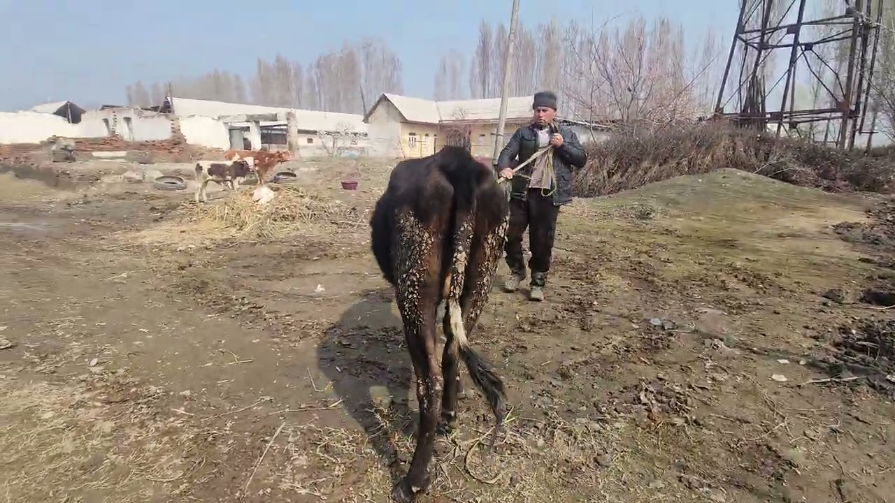 Богоз она бола сотилади ☎️940027167