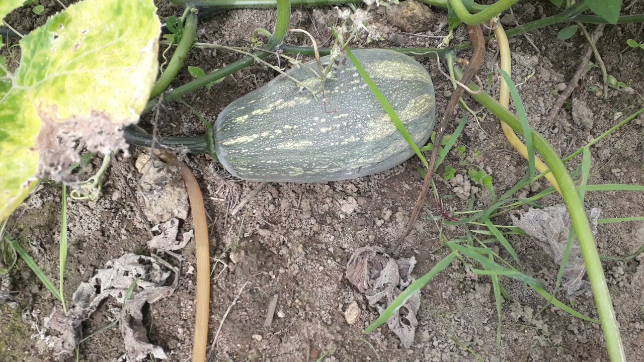 Consórcio  de abobora e mandioca