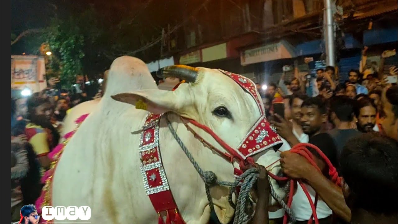 India Biggest/Heaviest ox 