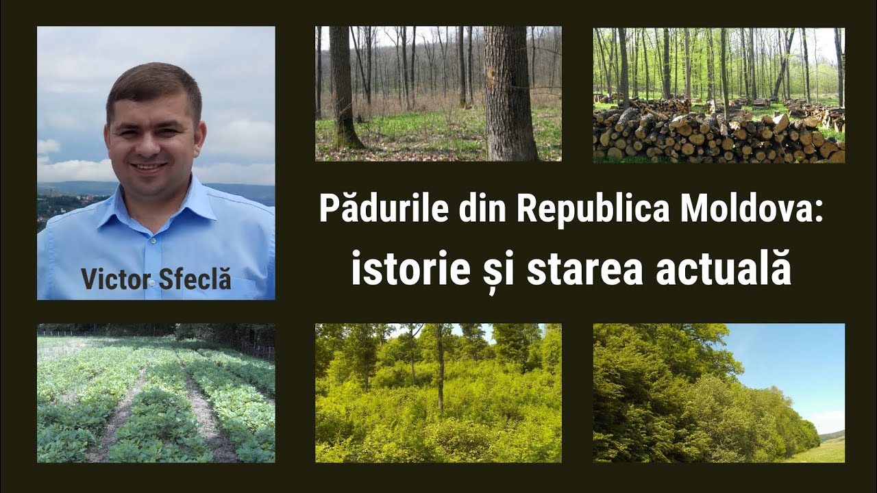 Pădurile din Republica Moldova: istorie și starea actuală