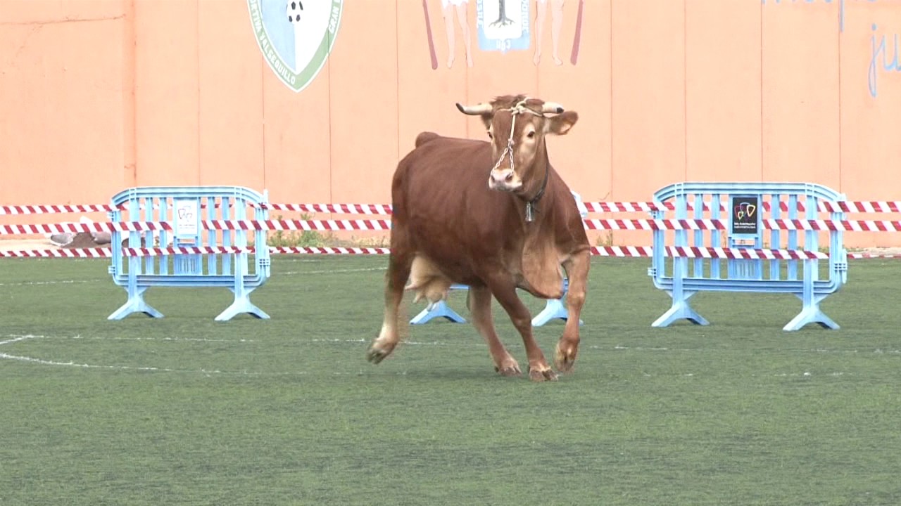 La I edición de Caca de la Vaca cierra con 4.885 parcelas vendidas y un premio de 2.300 euros