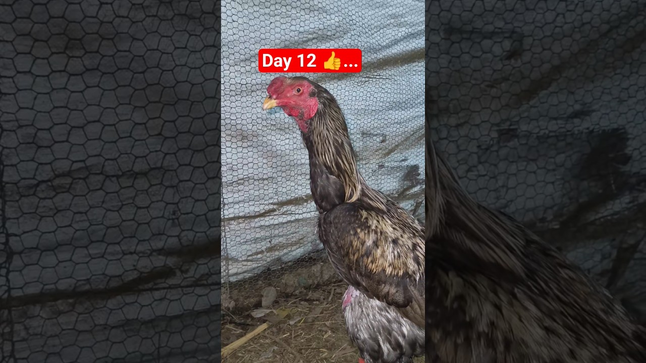 Day 12 my farm house 👍..../