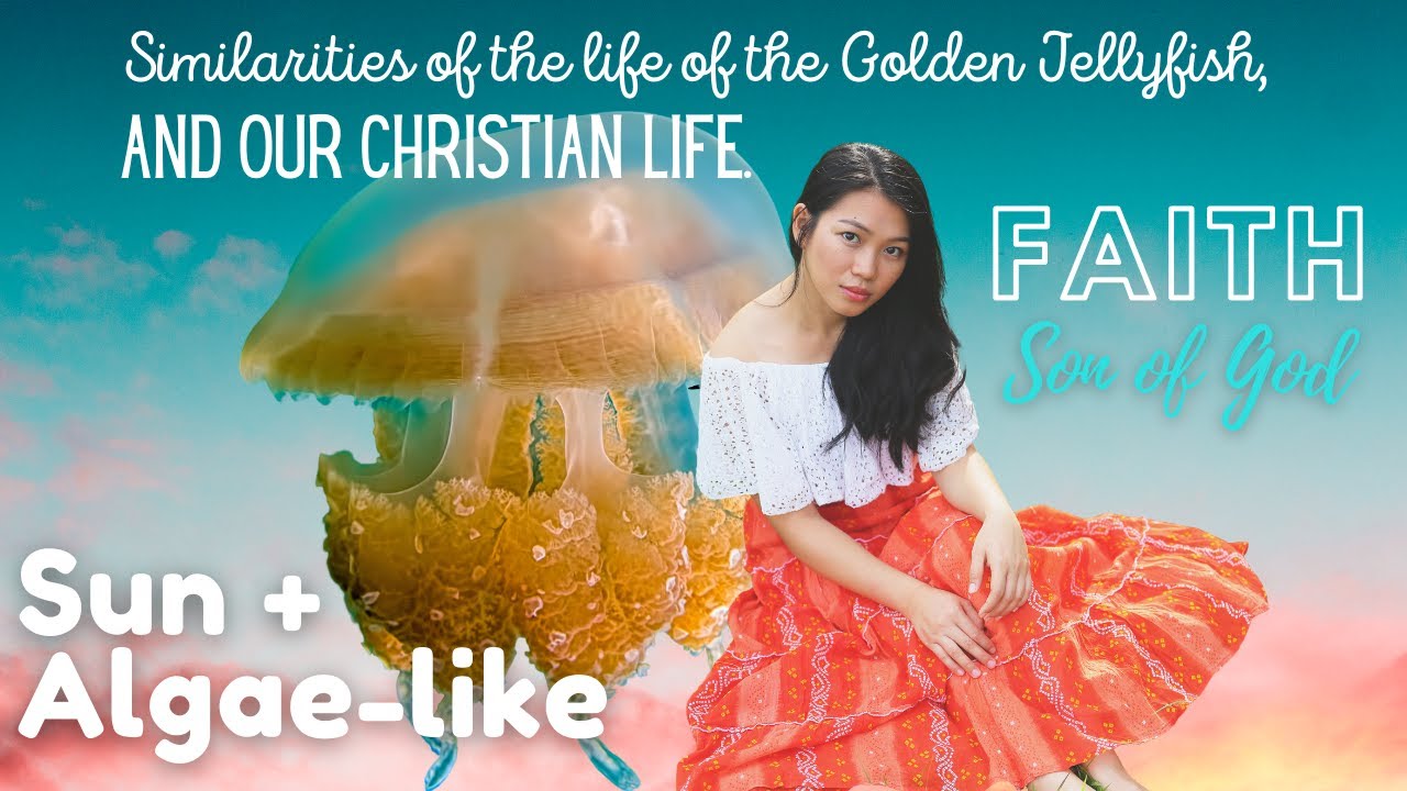 Palau's Golden Jellyfish & My Christian Life? - Mission Experience #2
