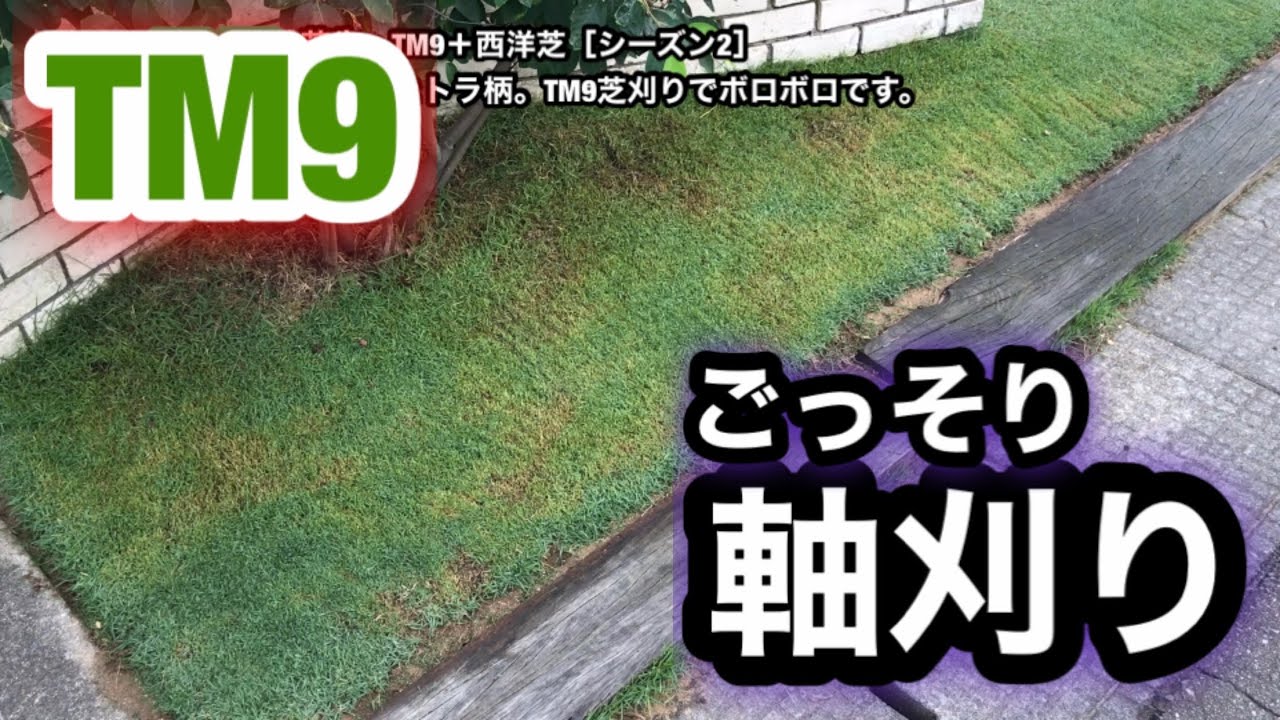 【芝生復活・TM9＋西洋芝】432日目　軸刈りとトラ柄。TM9芝刈りでボロボロです。
