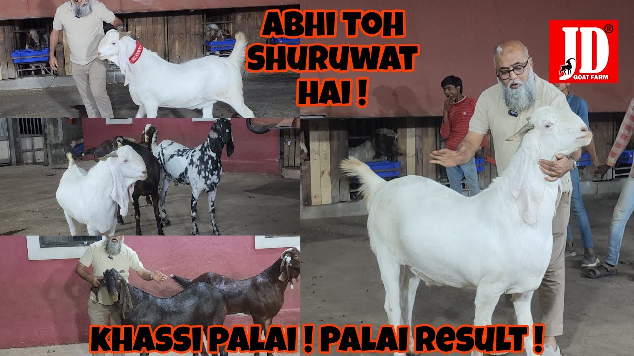 Khassi Ka Shauq karo ! Big Size Ke Khassi | Khassi ka Result | JD Goat Farm