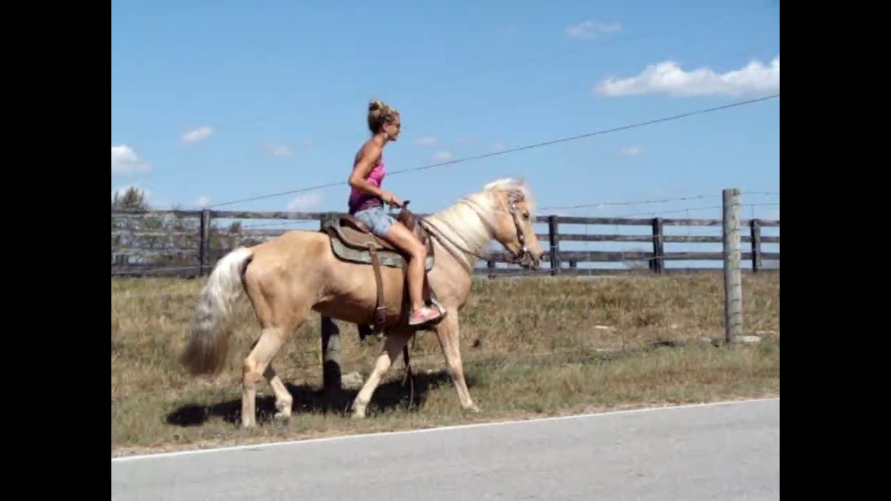 www.handrhorses.com PALOMINO KENTUCKY MOUNTAIN MARE, GENTLE, TRAFFIC SAFE AND QUIET