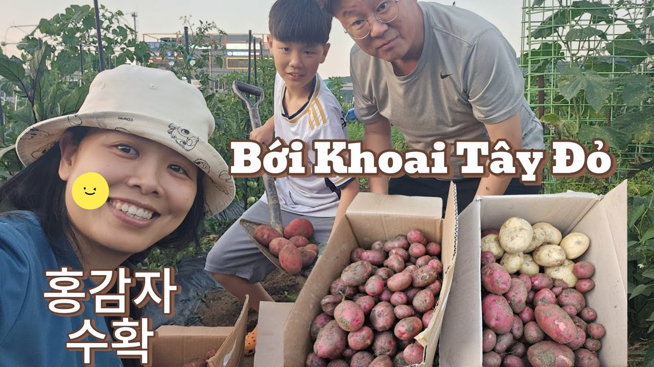 Hai cha con hí hửng mang hẳn 2 thùng ra bới khoai tây đỏ và cái kết hậu hĩnh