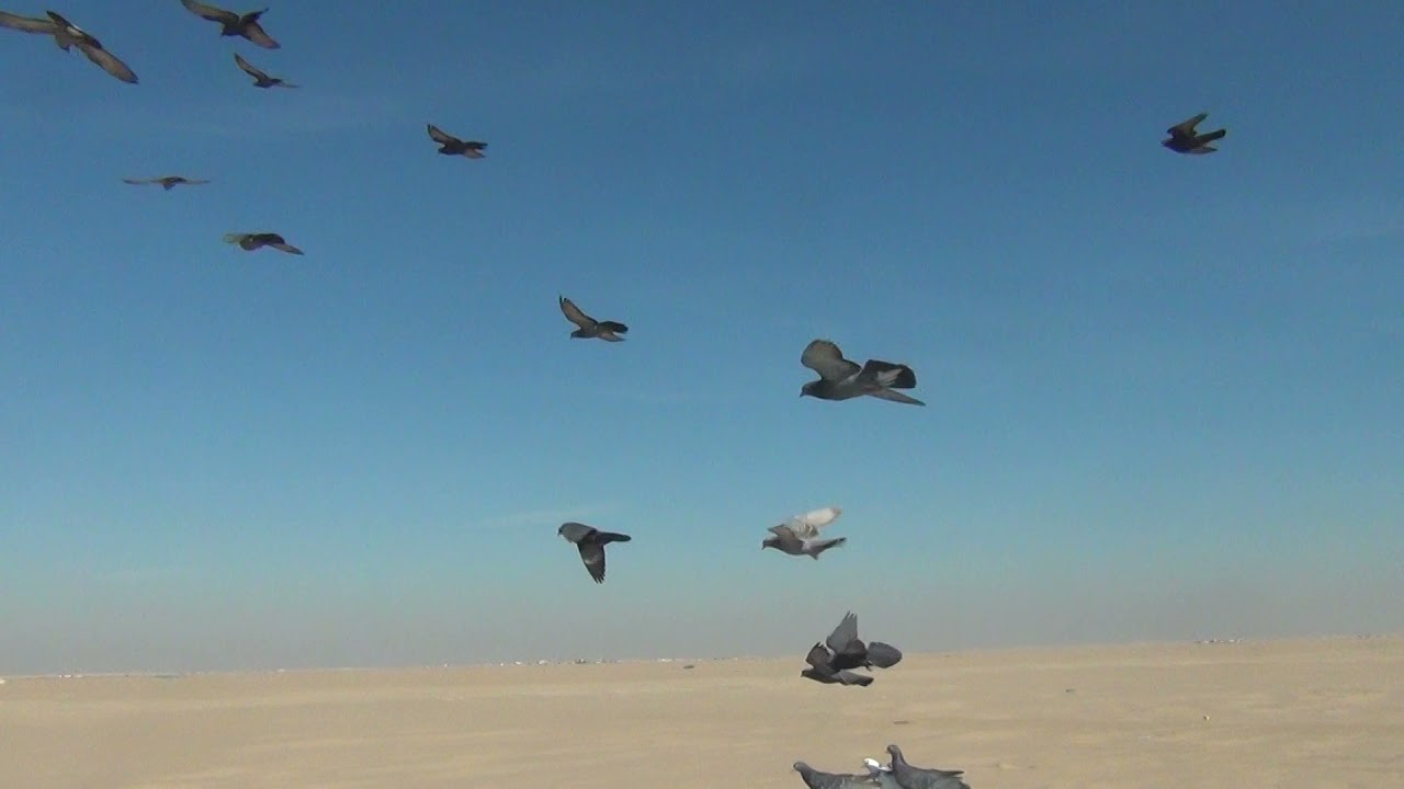 فروووخ