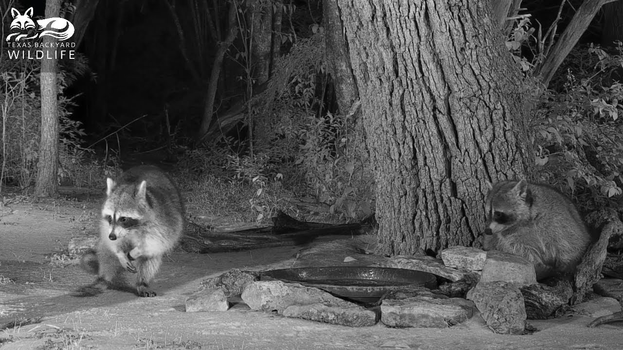 Разве енот стал бы пытаться утешить одинокого друга?