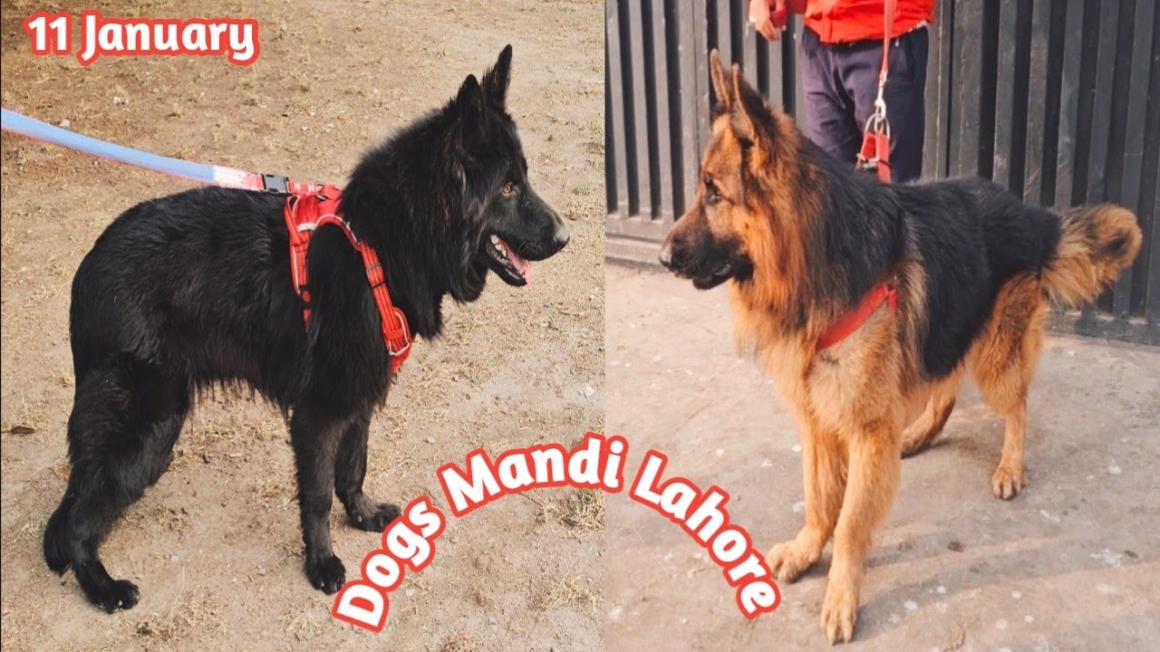 Dog Mandi Lahore | Lahore Sunday Tollinton Market | Sunday Tollinton Market Lahore Pakistan 
