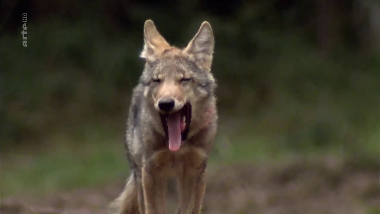 Les loups, nos voisins