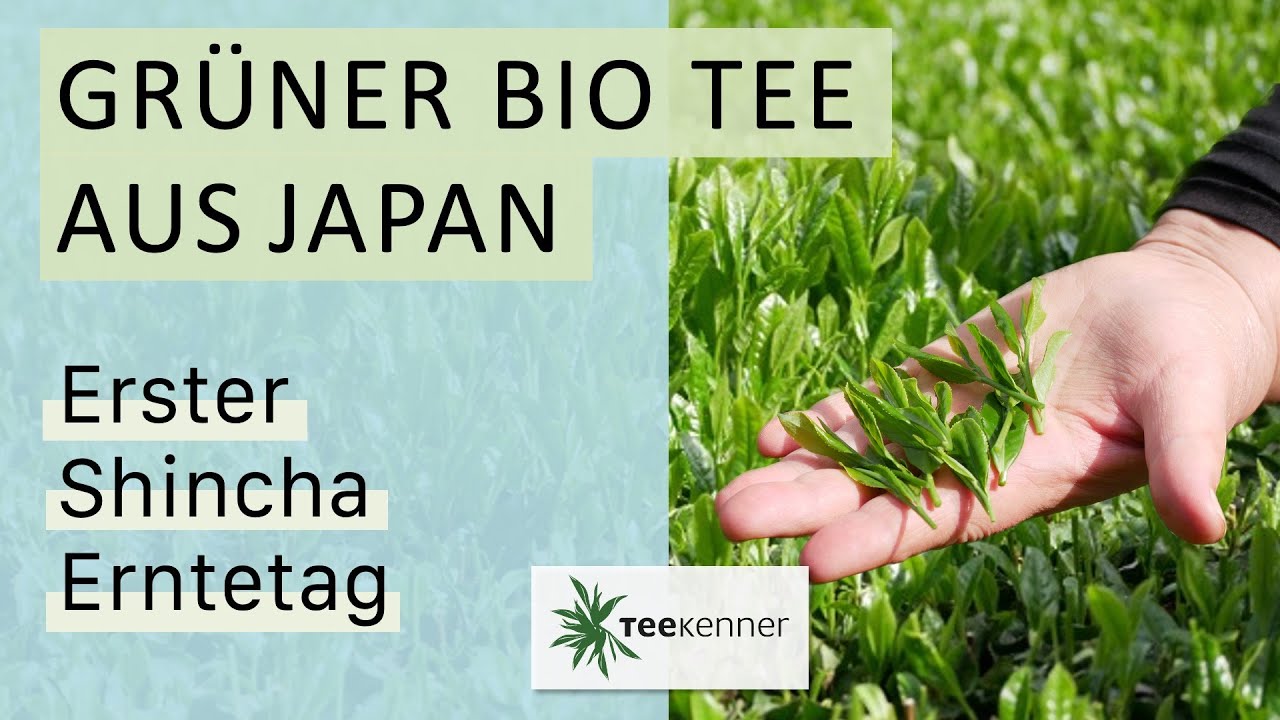 Gr&uuml;ner Bio Tee aus Japan - erster Shincha Erntetag