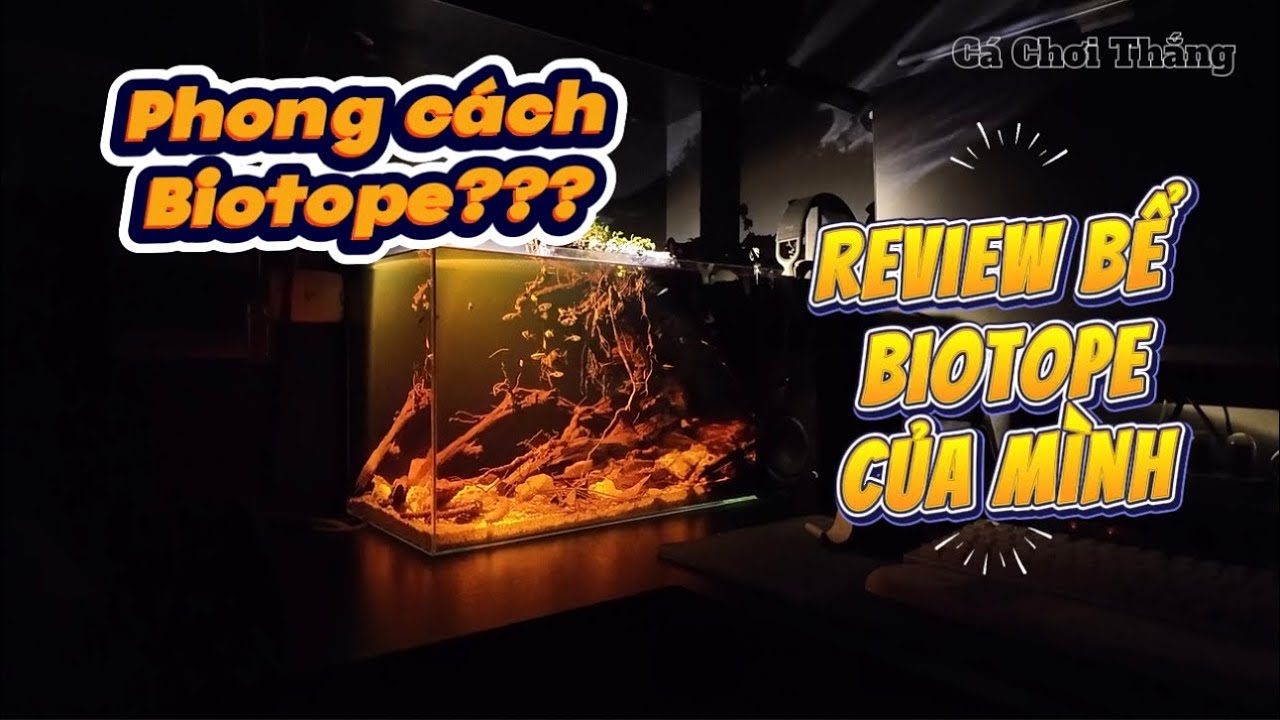 Phong cách Biotope là gì?? Review chiếc bể phong cách Biotope của mình