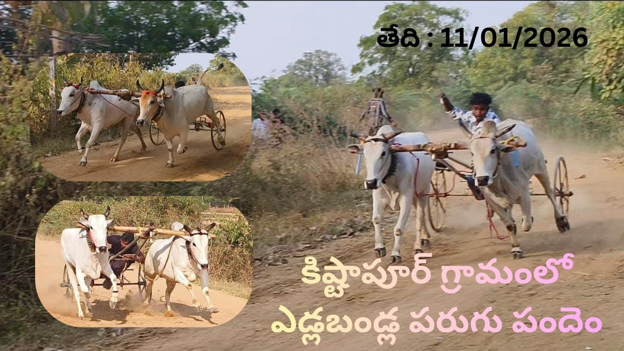కిష్టాపూర్ గ్రామంలో ఎడ్లబండ్ల పరుగు పందెం.....!(తేది : 11/01/2026)