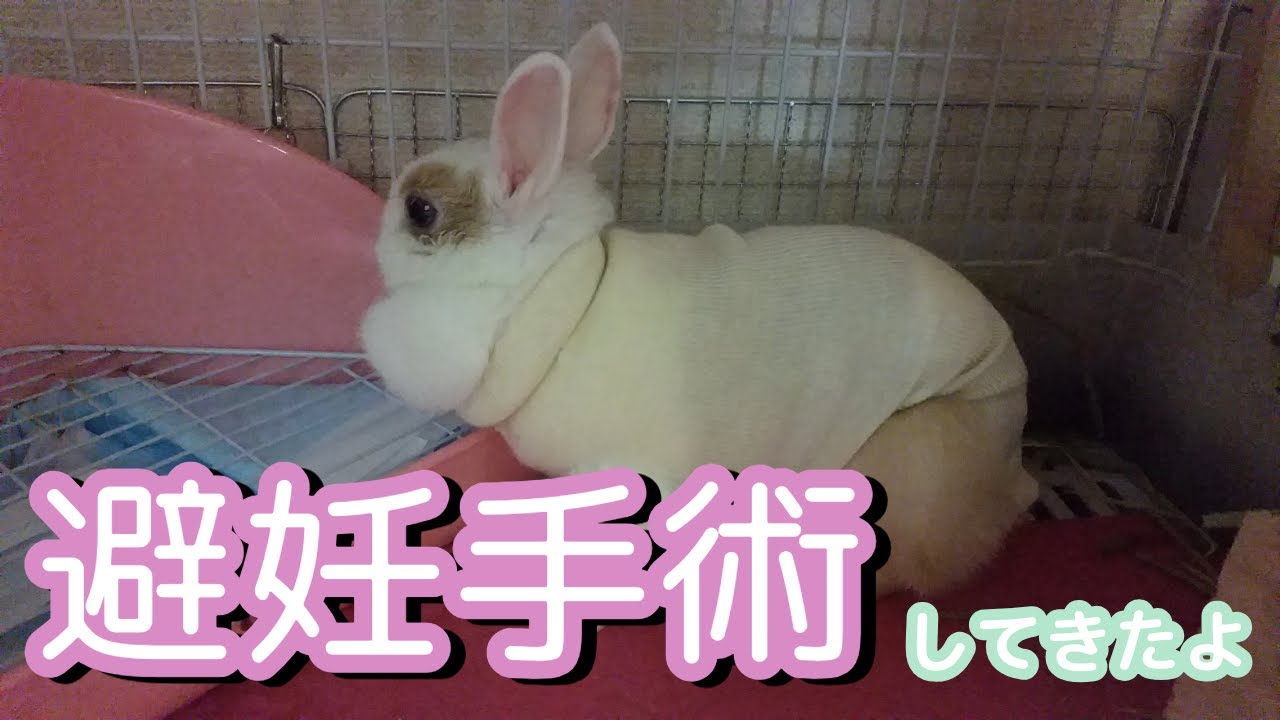 避妊手術頑張った！！【ちろるの過去編】