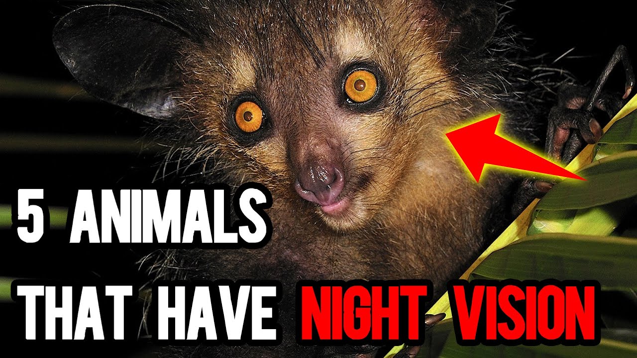 5 Animals That Have Night Vision | Animal Kingdom