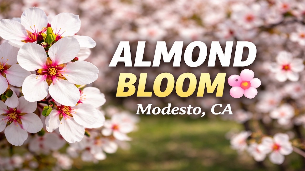 Modesto Almond Blossom Tour 2026 | Scenic Drive & Rodin Farms Orchard Close-Ups (4K)