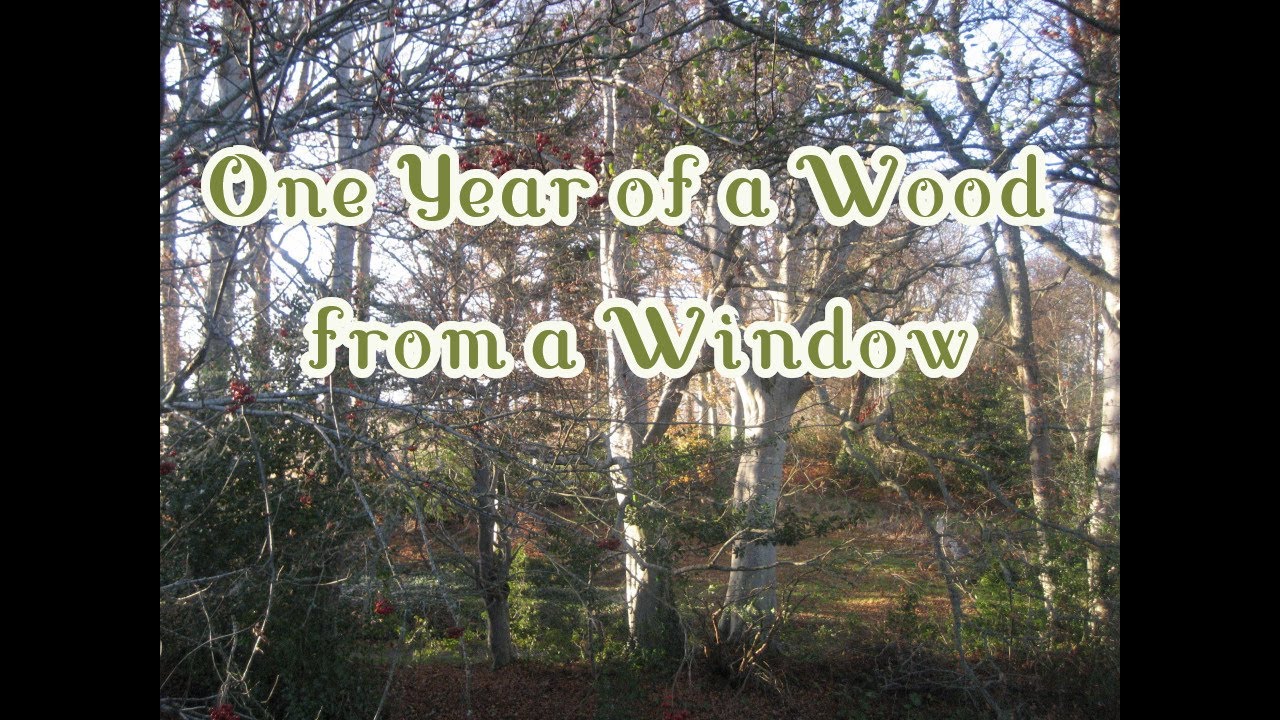 One Year of a Wood from a Window | time lapse | Scottish Highlands