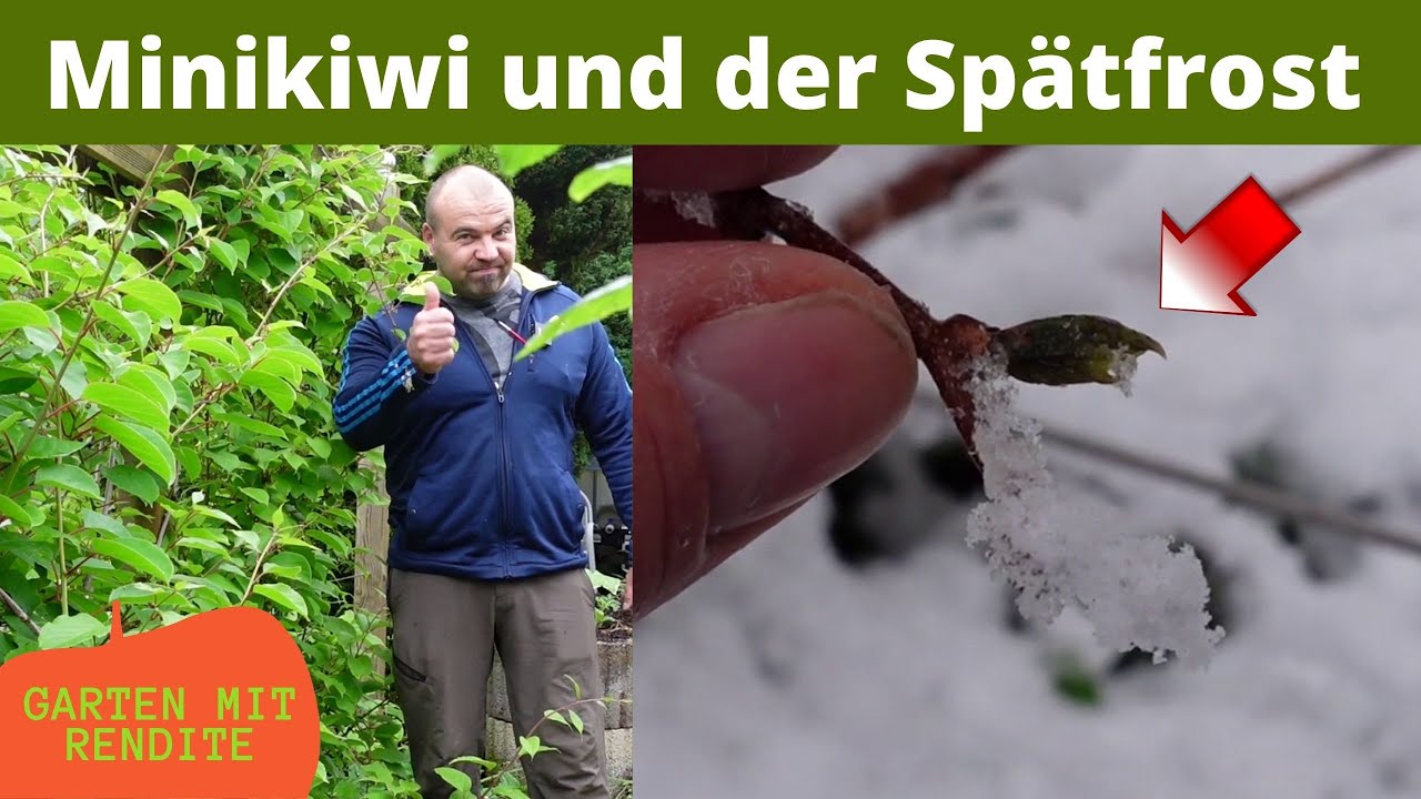Minikiwi Entwicklung nach dem Spätfrostschaden | Ernteausfall ?